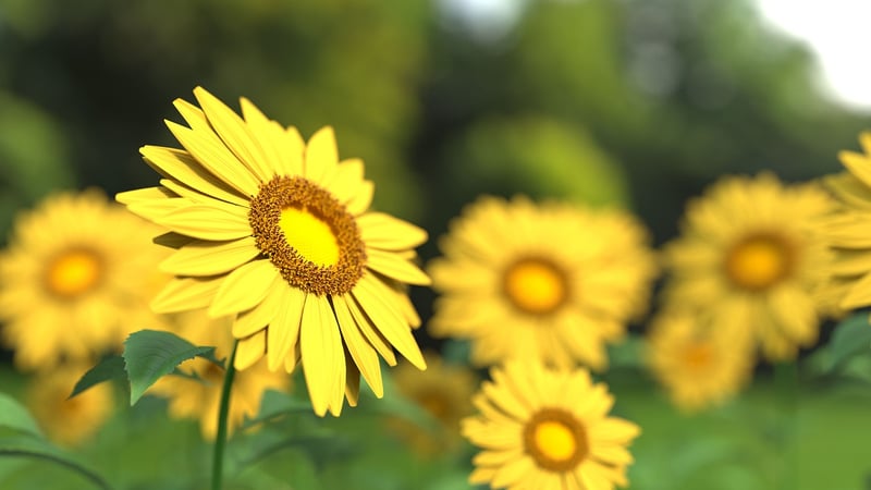Sunflower Garden
