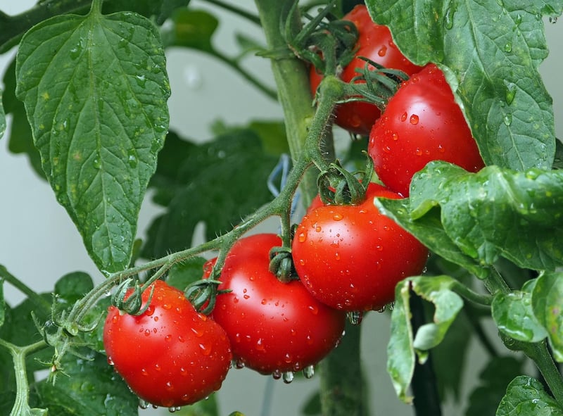 Urban Garden